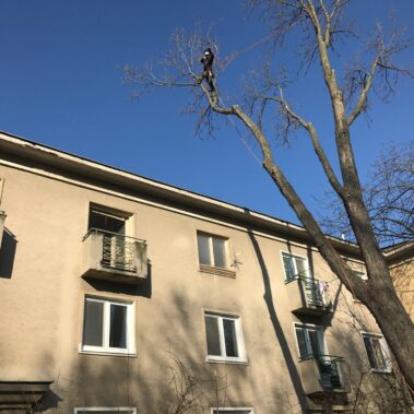 KEISH – Výrub Javora – Verejné obstarávanie mesta Nitra