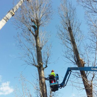 Žiar nad Hronom – Rizikový výrub topoľov so žeriavom a plošinou | KEISH