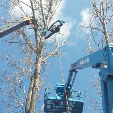 Žiar nad Hronom – Rizikový výrub topoľov so žeriavom a plošinou | KEISH