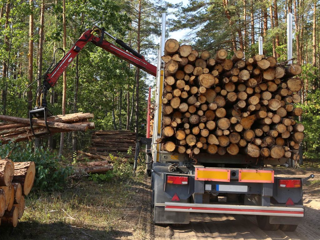 Lesné práce, výrub stromov | KEISH