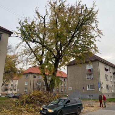 Ošetrenie stromov, Partizánske | KEISH