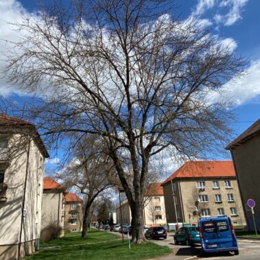 Ošetrenie stromov, Partizánske | KEISH
