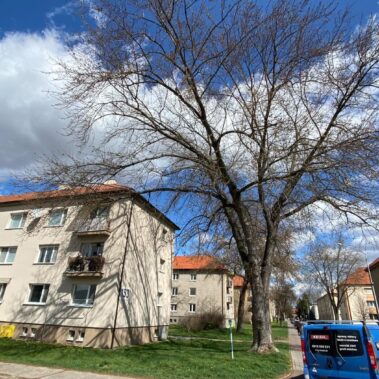 Ošetrenie stromov, Partizánske | KEISH