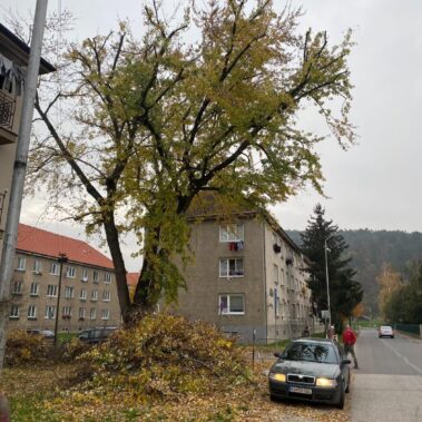 Ošetrenie stromov, Partizánske | KEISH