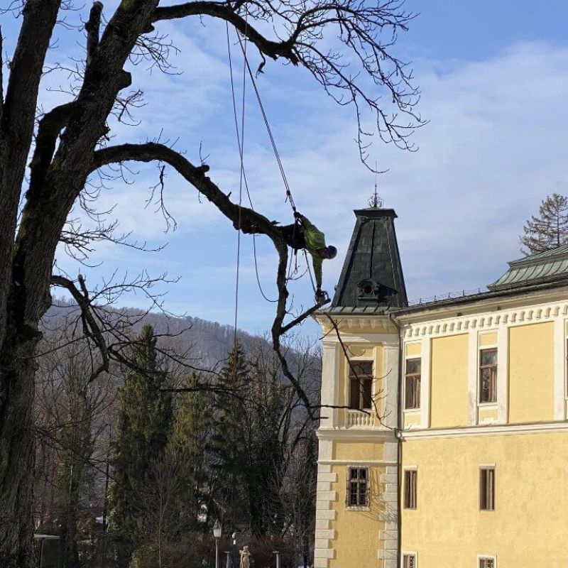 Arboristika — ošetrovanie a výrub stromov