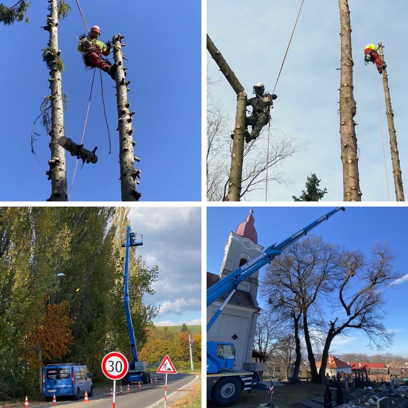 Arboristika — ošetrovanie a výrub stromov